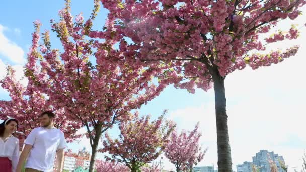Encantadora pareja caminando juntos bajo florecientes árboles de sakura — Vídeos de Stock
