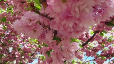 Çiçek açan ağaç sakura çiçekleri yakın.
