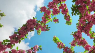 Arka planda çiçek açan kiraz ağacının dalları mavi gökyüzü