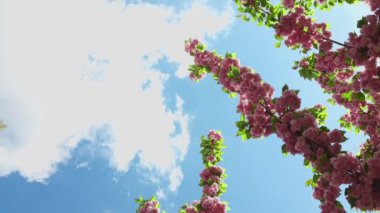 Arka planda çiçek açan kiraz ağacının dalları mavi gökyüzü