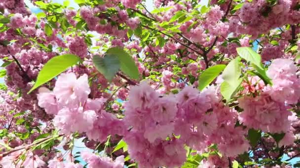 Blühender Baum Sakura Blumen aus nächster Nähe — Stockvideo