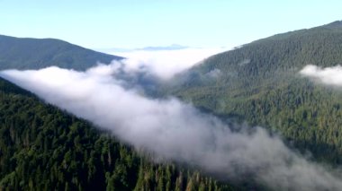 Bulutların üstündeki hava manzarası çam ağacı ormanlarıyla kaplı.