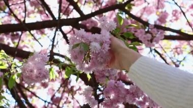 Ağır çekimde sakura çiçeklerinin tadını çıkaran kadın.