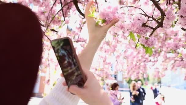 Woman enjoying blooming sakura tree shooting on the phone — Stock Video