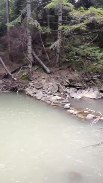 Річка в гірському лісі — стокове відео