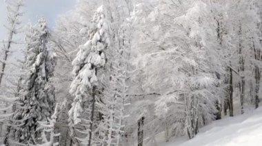 Güzel kışın yanından geçerken Dağlarda kar ormanları