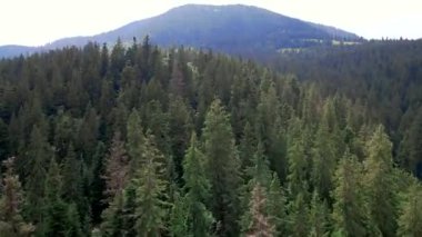 Karpat Dağları Ormanı 'nın hava manzarası