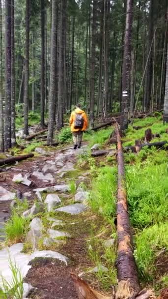 Panoramautsikt man vandrare promenader genom skogen spår — Stockvideo