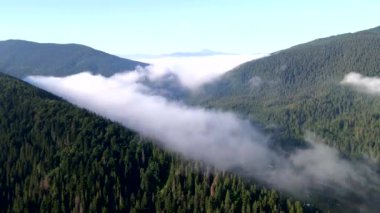 Bulutların üstündeki hava manzarası çam ağacı ormanlarıyla kaplı.
