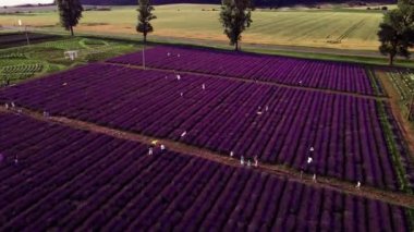 Lavanta tarlasında ateş eden insanlar