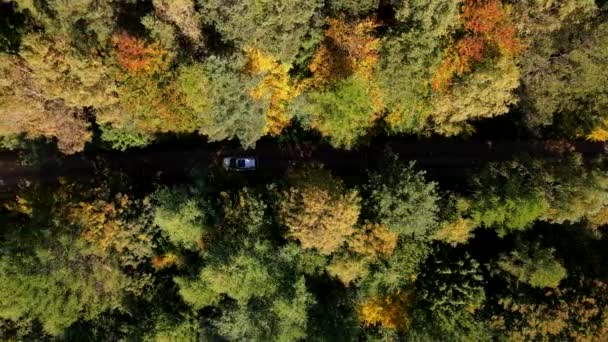 Vista aérea del coche en la carretera de sendero en el bosque de otoño — Vídeo de stock