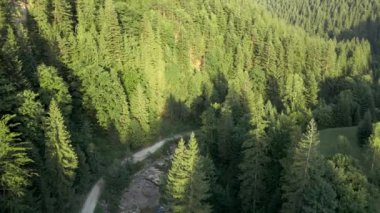 Dağlardaki yol manzarası çam ağacı ormanı