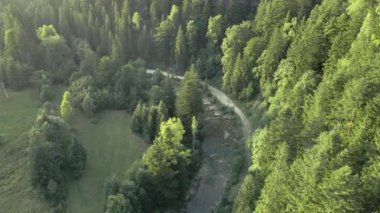 Dağlardaki yol manzarası çam ağacı ormanı