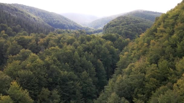 Сосновый лес дрон снимки собирается вверх — стоковое видео