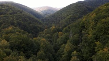 pine tree forest drone shots going up