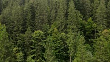 Çam ağacı orman drone atışları yükseliyor