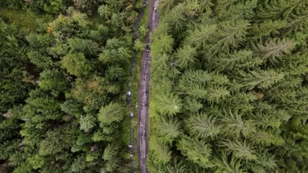 Persone cantavano escursionisti a piedi da sentiero nella foresta — Video Stock