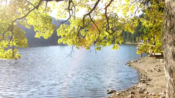 喀尔巴阡山脉秋湖合叶景观复制空间 — 图库视频影像