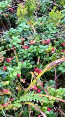 Dut çalıları güneşli günü kapatıyor