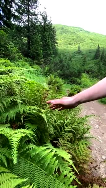 Γυναίκα Χέρι Αγγίζοντας Θάμνους Πόδια Από Ορεινό Μονοπάτι Σούπερ Αργή — Αρχείο Βίντεο