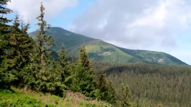 Ukrayna Karpat Dağları Yaz güneşli bir gün