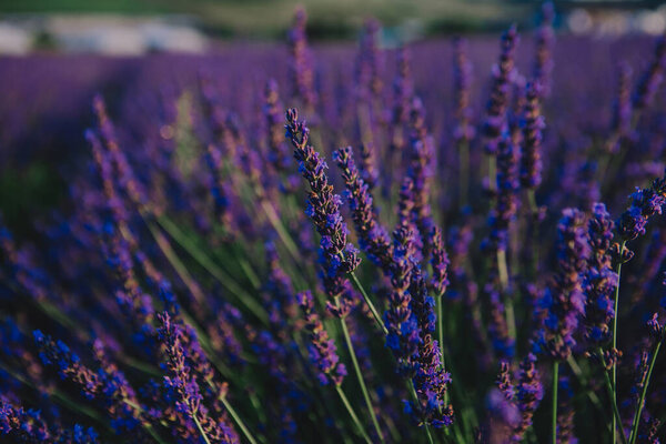 лавандовое поле закрыть копировальное пространство