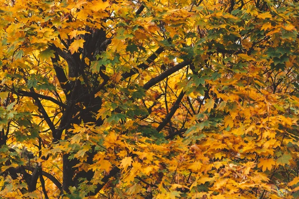 Φθινοπωρινή Εποχή Κλαδιά Σφενδάμου Κίτρινα Φύλλα Αντιγράφουν Χώρο — Φωτογραφία Αρχείου