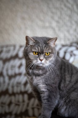 Sarı gözlü gri İngiliz evcil kedisi.