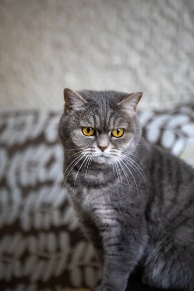Cinza Britânico Doméstico Gato Com Olhos Amarelos Retrato — Fotografia de Stock