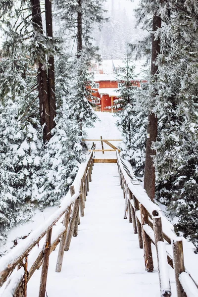 Сніговий покритий міст у лісі — стокове фото