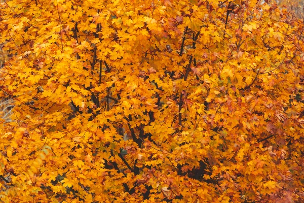 Autumn Season Maple Tree Branches Yellow Leaves Copy Space — Stock Photo, Image