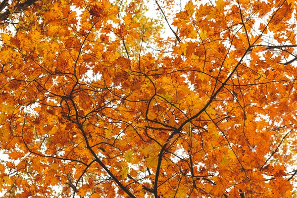 Temporada Otoño Ramas Arce Con Hojas Amarillas Copiar Espacio — Foto de Stock