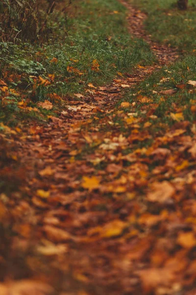 Autunno Foresta Sentiero Copia Spazio — Foto Stock