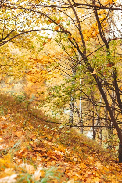 Φθινόπωρο Δάσος Άποψη Αντίγραφο Χώρο — Φωτογραφία Αρχείου