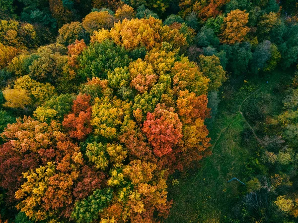 秋天森林彩绘复制空间鸟瞰图 — 图库照片