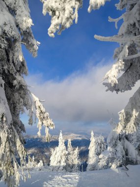 Karla kaplı Ukrayna Karpat Dağları