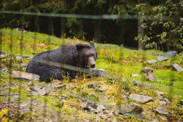 Orso Selvatico Nel Centro Riabilitazione Copia Spazio — Foto Stock