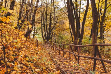 Sonbahar parkındaki merdivenler sonbahar sezonu