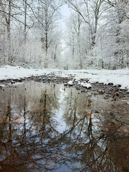 Reflexion Der Pfütze Des Verschneiten Waldes Der Winter Kommt — Stockfoto