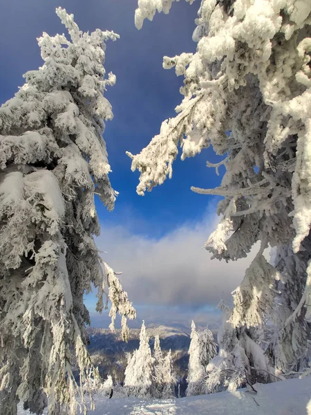 Χιονισμένα Ουκρανικά Καρπάθια Βουνά Τοπίο — Φωτογραφία Αρχείου