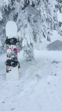 Kar fırtınasından sonra çam ağaçlarında snowboard.