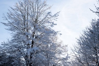 Karla kaplı ağaçlar kopyalama alanı