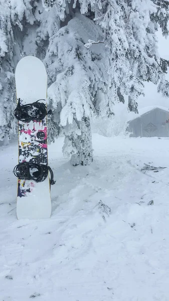 Snowboard Πεύκα Χιόνι Μετά Από Χιονοθύελλα Σκόνη Ημέρα — Φωτογραφία Αρχείου