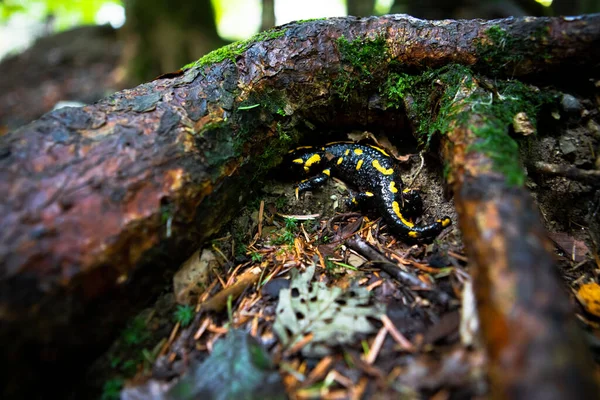 Amarelo Manchado Salamandra Floresta Perto — Fotografia de Stock