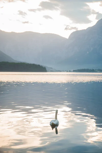 Schöner Weißer Schwanenvogel Hallstätter See Bei Sonnenuntergang Alpine Berge Hintergrund — Stockfoto