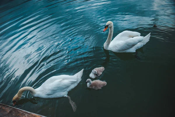 Cisnes Família Lago Água Close Amor Cuidado — Fotografia de Stock