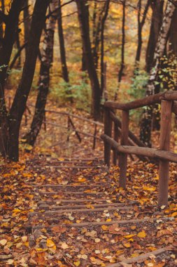 Sonbahar parkındaki merdivenler sonbahar sezonu