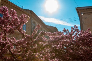 Kiraz çiçekli ağaç baharı yaklaşıyor.