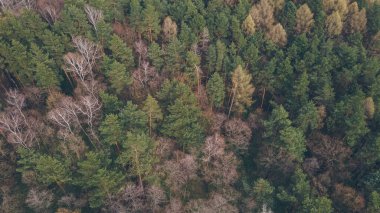 İlkbahar sonbahar ormanının çam ağaçlı havadan görünüşü boşluğu kopyalıyor