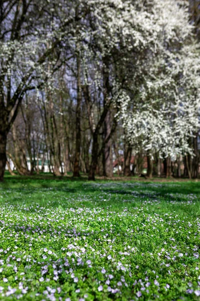 Pohled Kvetoucí Městský Veřejný Park Kopírovat Prostor — Stock fotografie